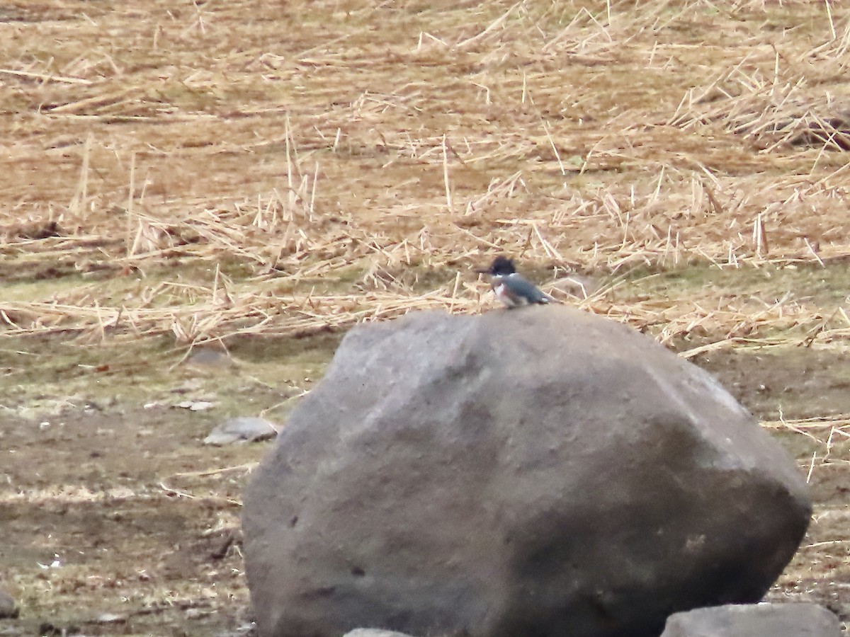 Belted Kingfisher - ML492098901