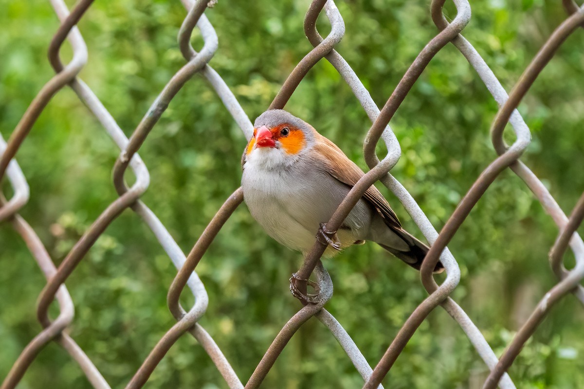 Orange-cheeked Waxbill - ML492099561