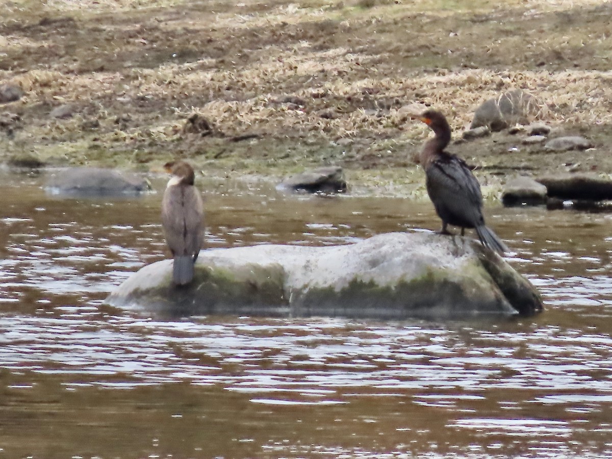 Cormoran à aigrettes - ML492099671