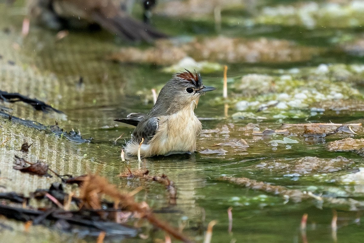 Lucy's Warbler - ML492099841