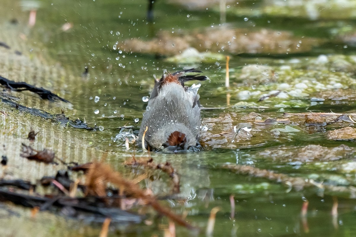 Lucy's Warbler - Rhonda Howard