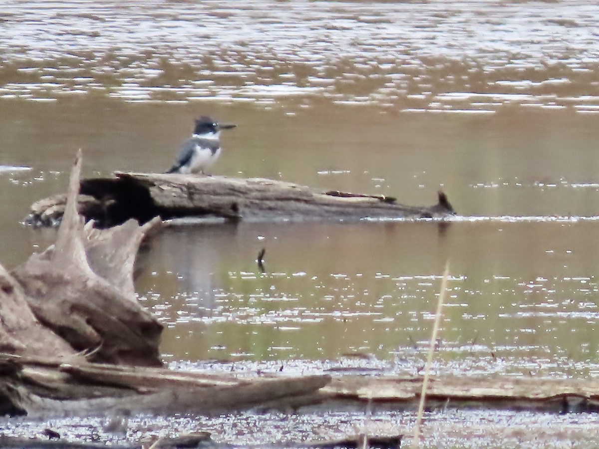 Belted Kingfisher - ML492100361