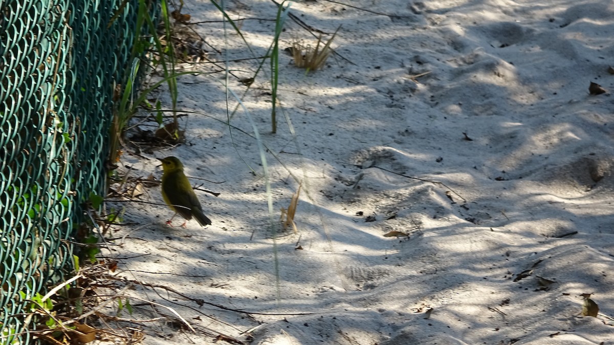 Hooded Warbler - ML492100451