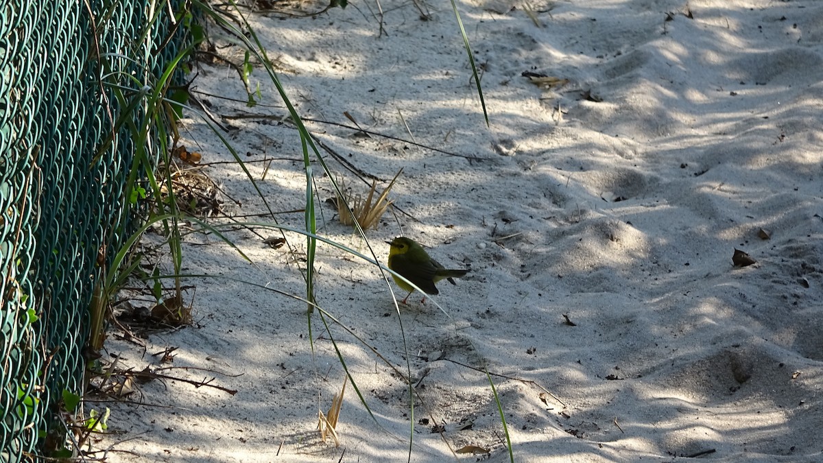 Hooded Warbler - ML492100461