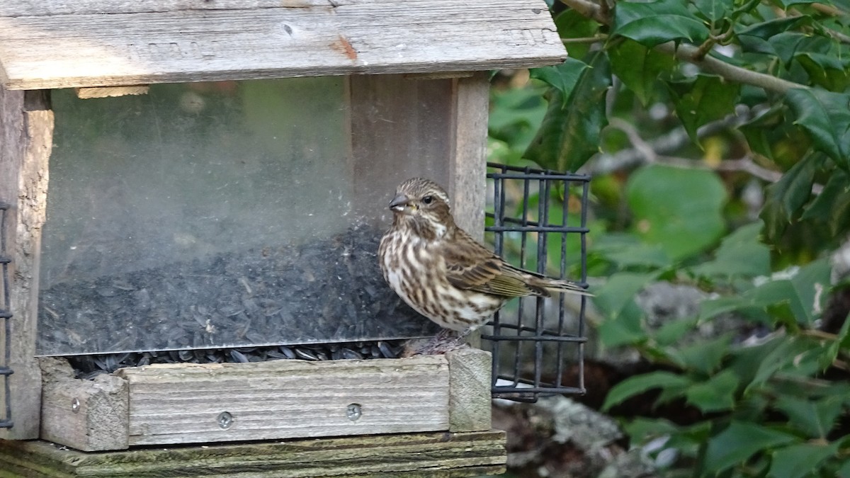 Purple Finch - ML492100711