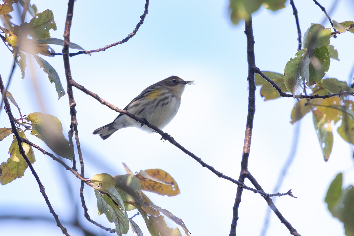 Yellow-rumped Warbler - Patrick Robinson