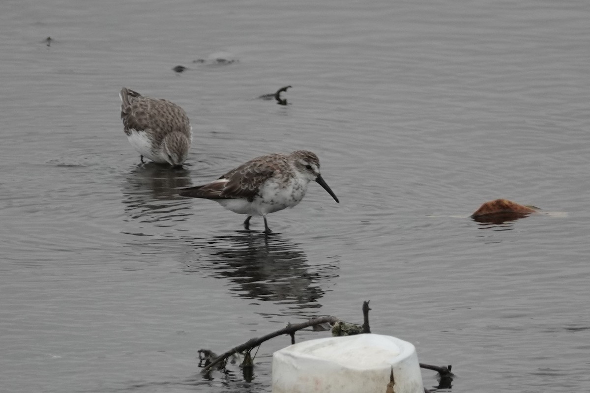 Western Sandpiper - ML492103101