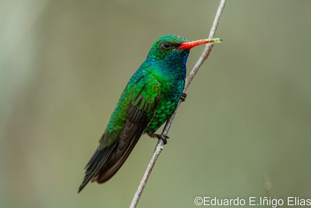 Field Identification - Broad-billed Hummingbird - Cynanthus