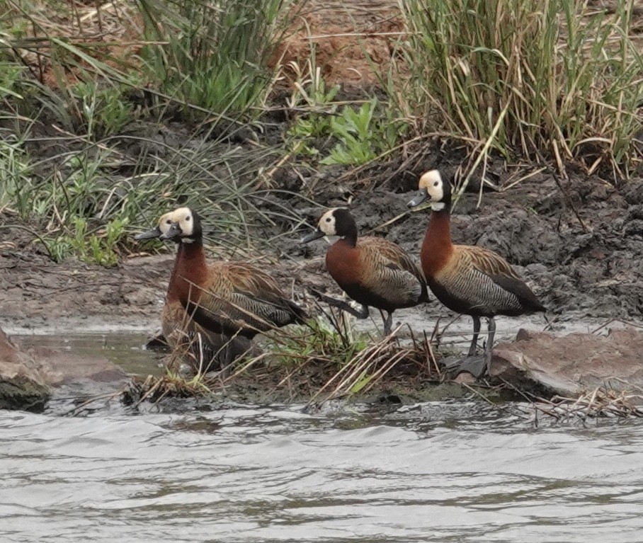 White-faced Whistling-Duck - ML492104281