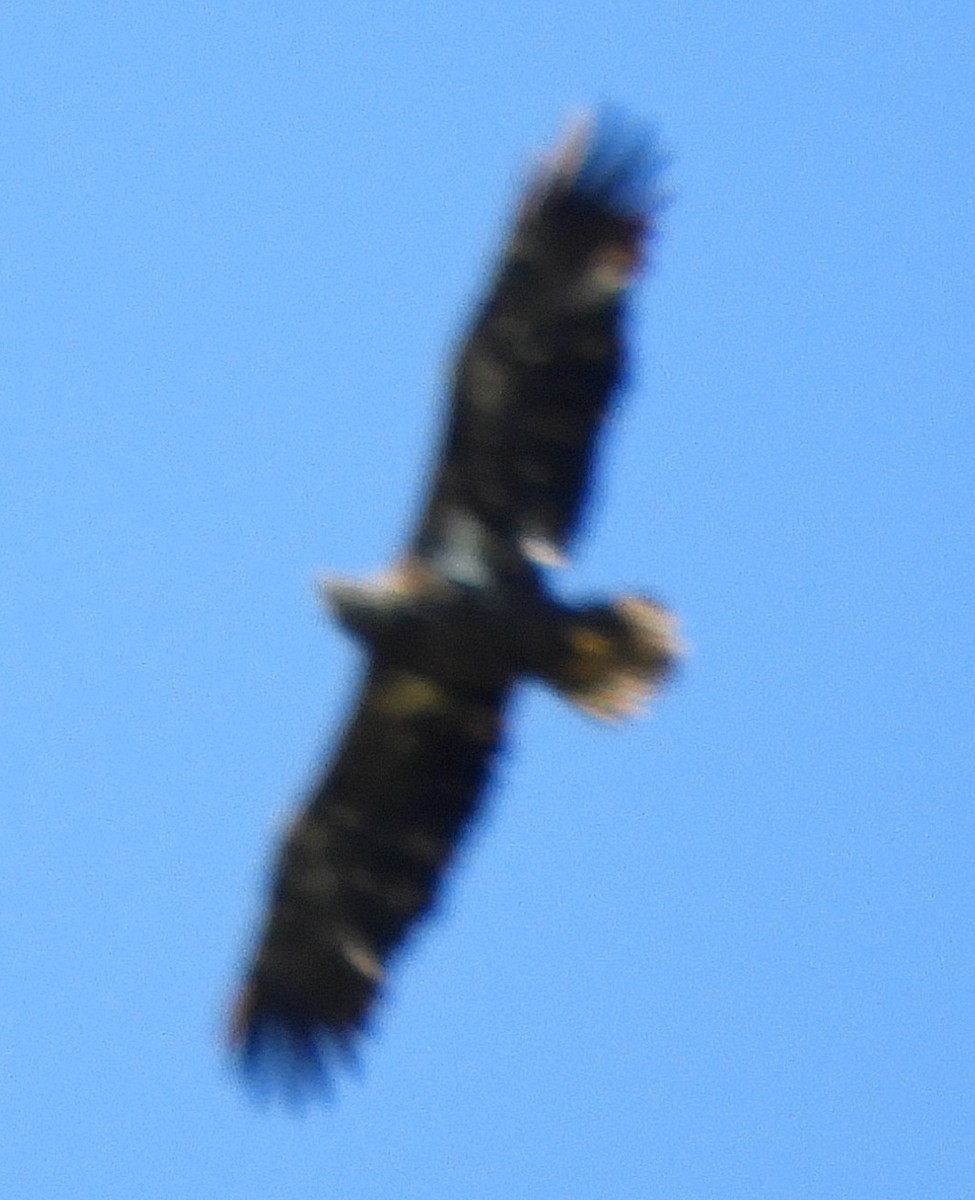 Bald Eagle - ML492105001