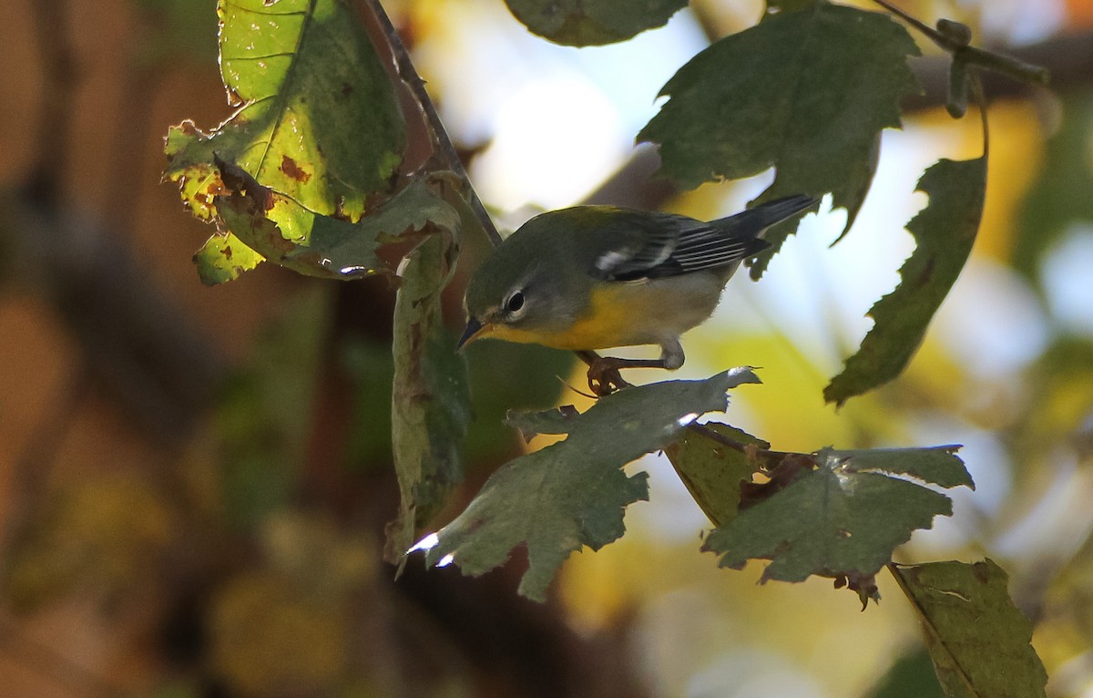 Northern Parula - ML492106081