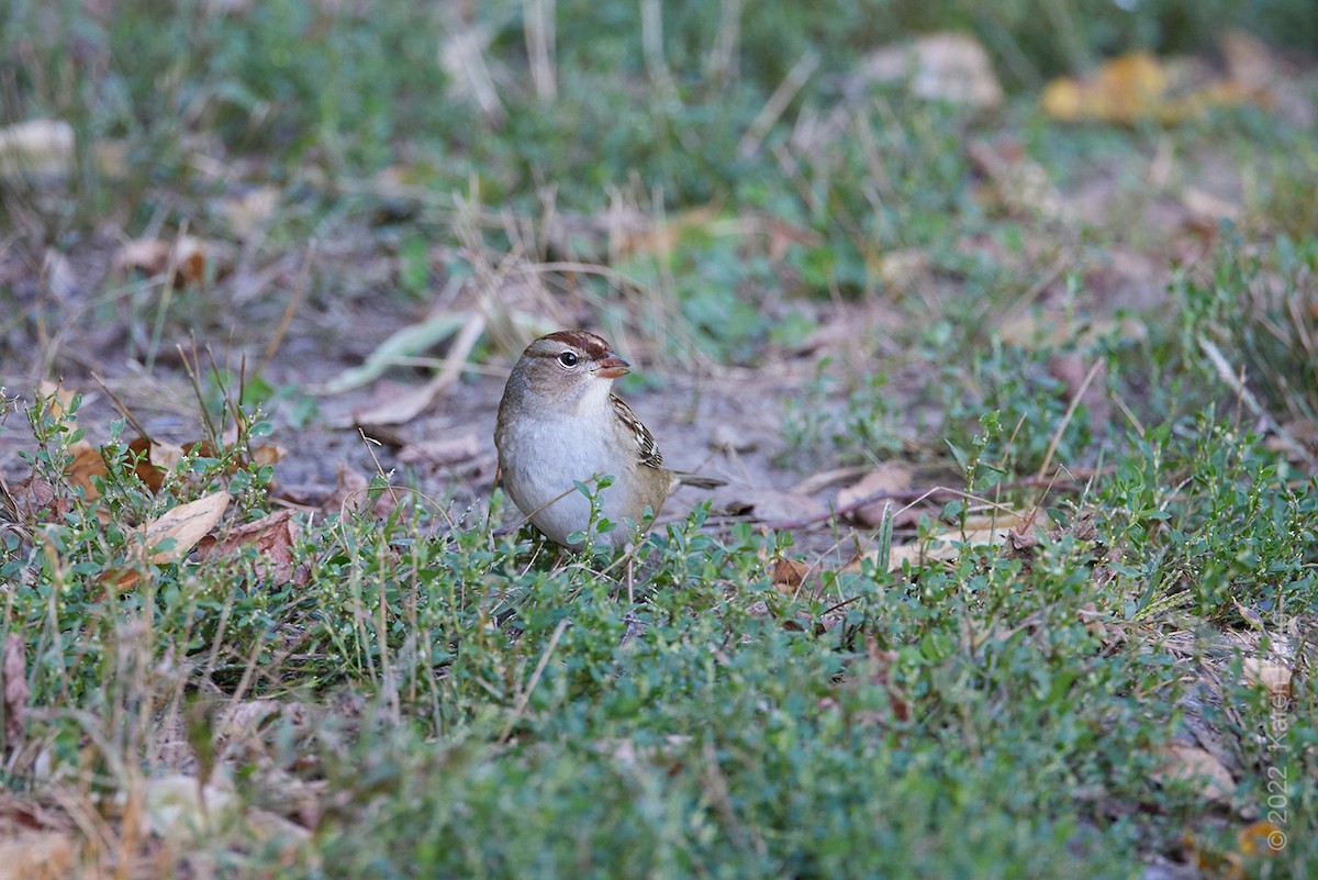 White-crowned Sparrow - ML492106091