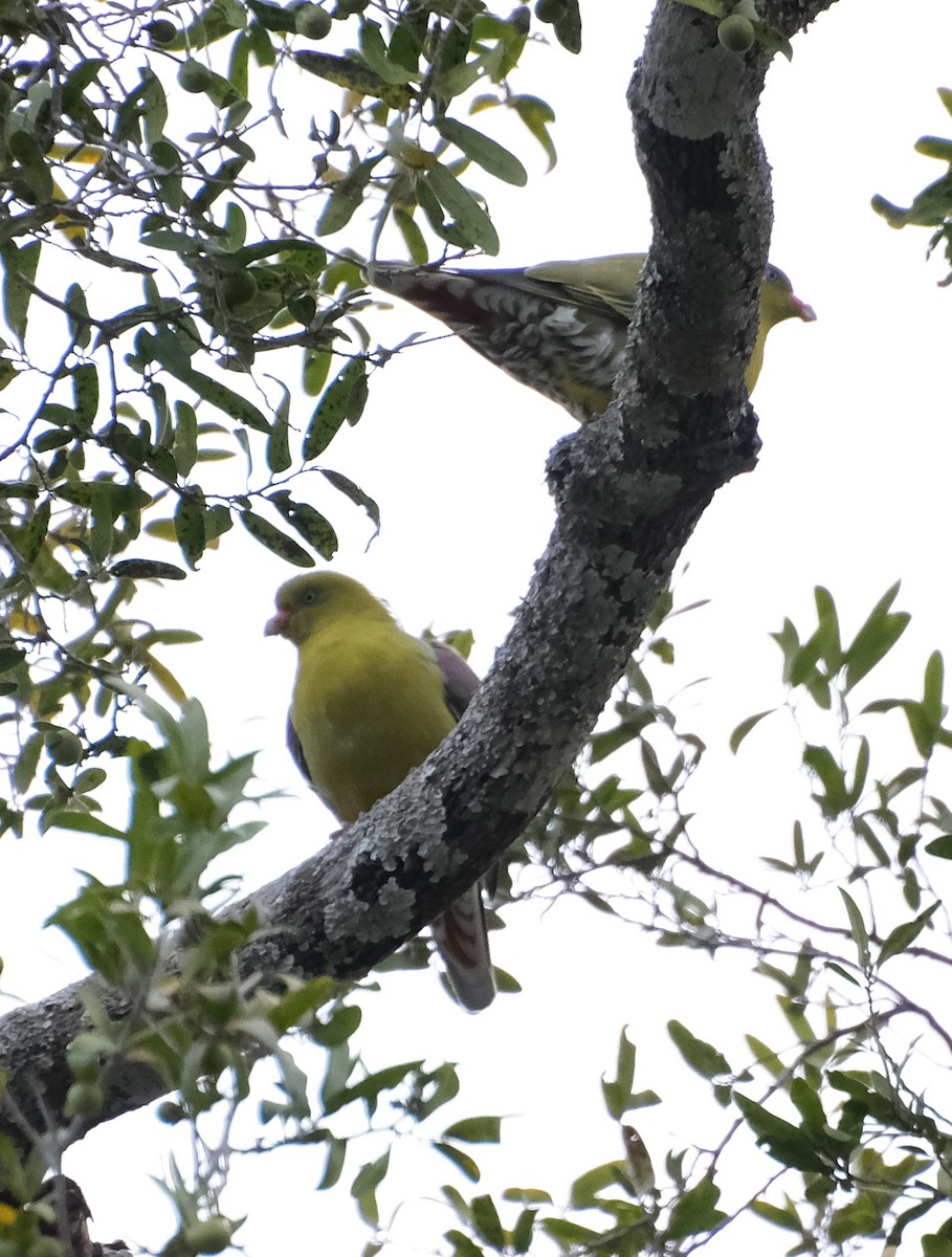 African Green-Pigeon - ML492106531