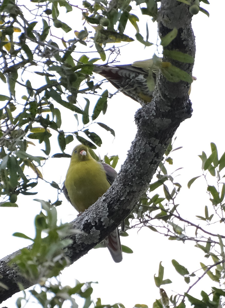 African Green-Pigeon - ML492106541