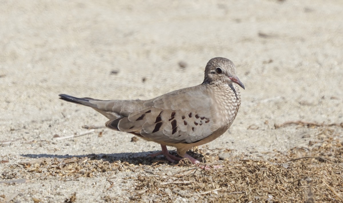 Common Ground Dove - ML492106741