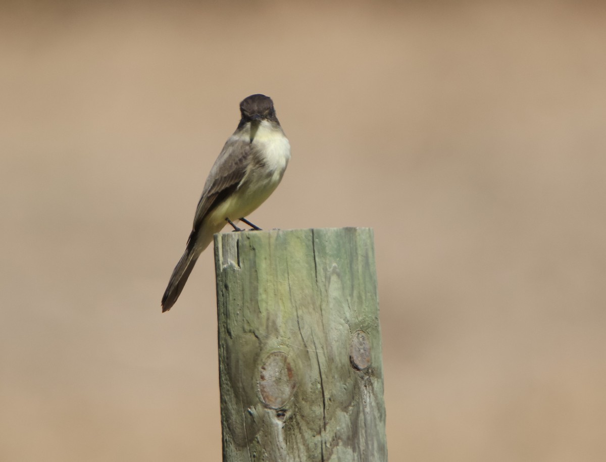 Eastern Phoebe - ML492107101