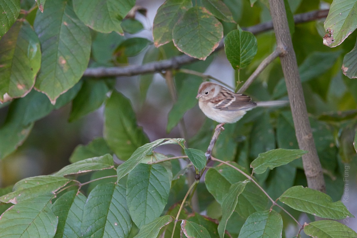 Field Sparrow - Karen Fung