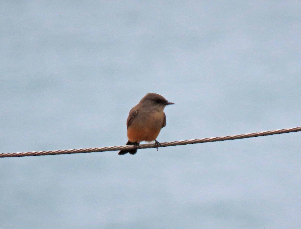 Say's Phoebe - ML492108291