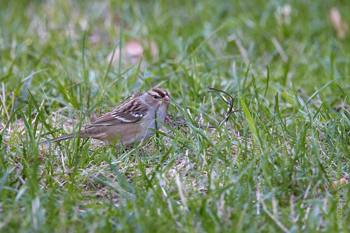 White-crowned Sparrow - ML492108341
