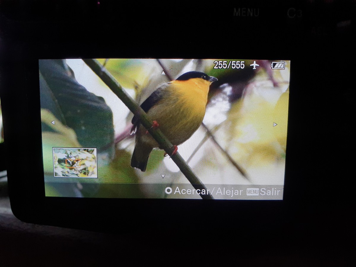 Golden-collared Manakin - ML492108751