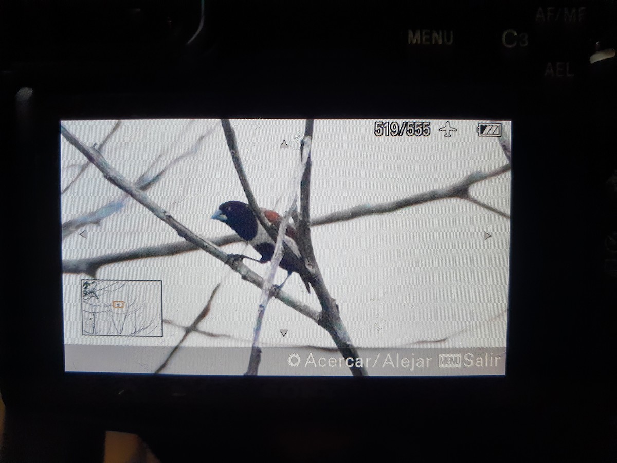 Tricolored Munia - ML492109451