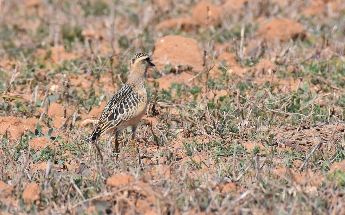 Eurasian Dotterel - ML492109521