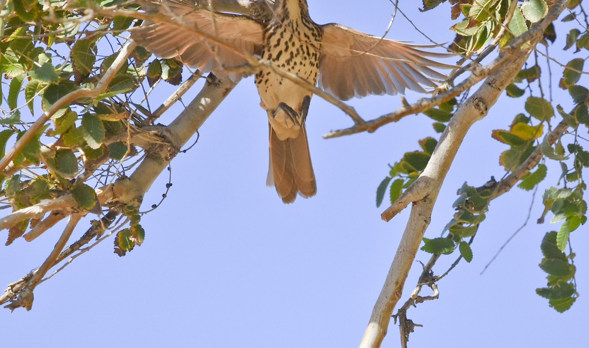 Brown Thrasher - ML492109921