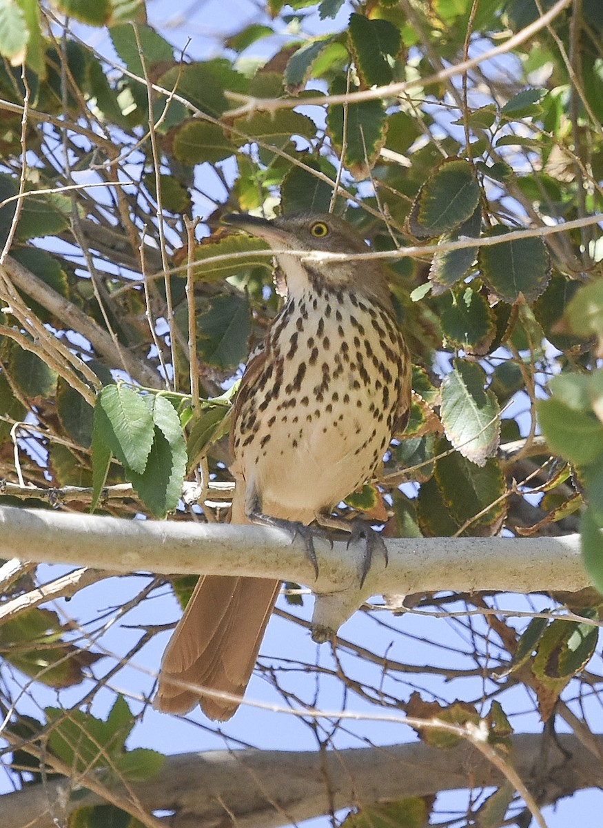 Brown Thrasher - ML492110101