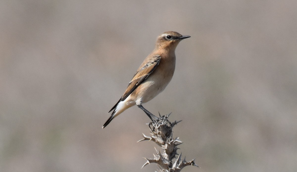 Northern Wheatear - ML492110531