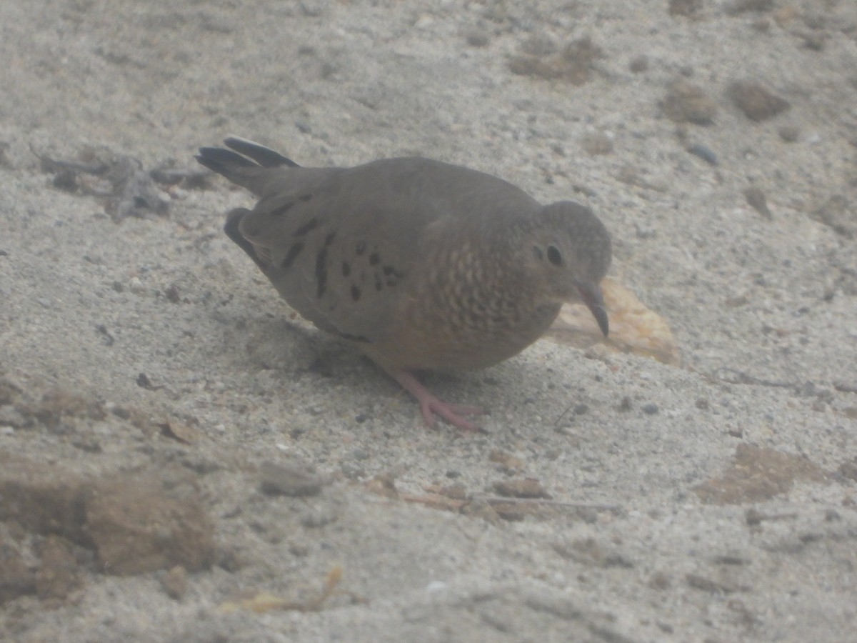 Common Ground Dove - ML492111431