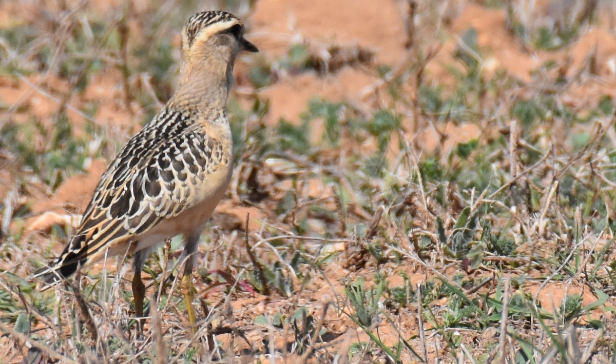 Eurasian Dotterel - ML492113641