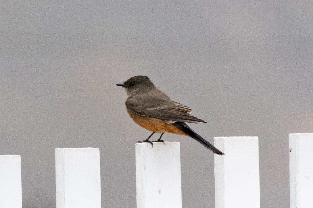 Say's Phoebe - ML492113741