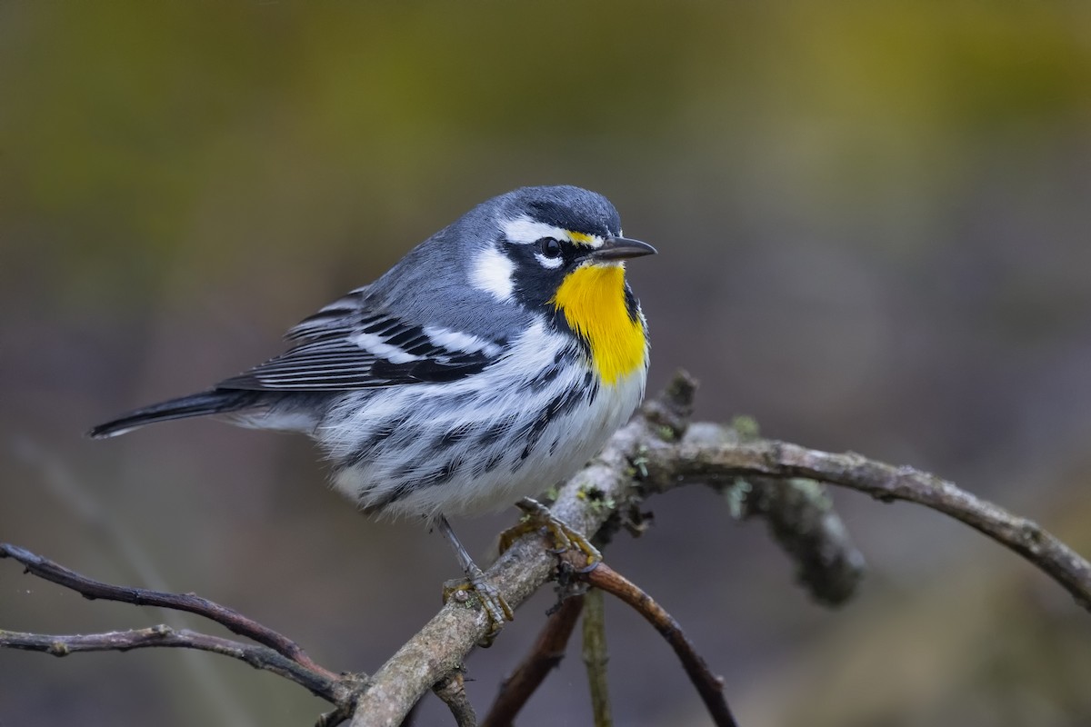 Yellow-throated Warbler - ML492113941