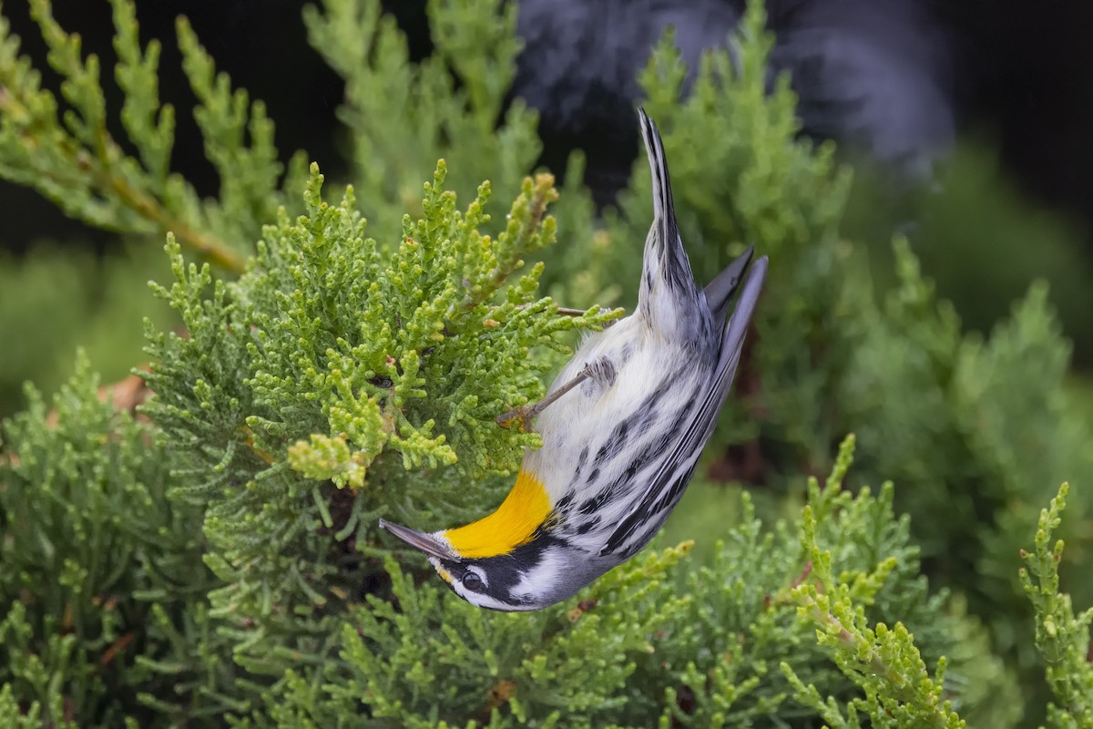 Yellow-throated Warbler - Loni Ye