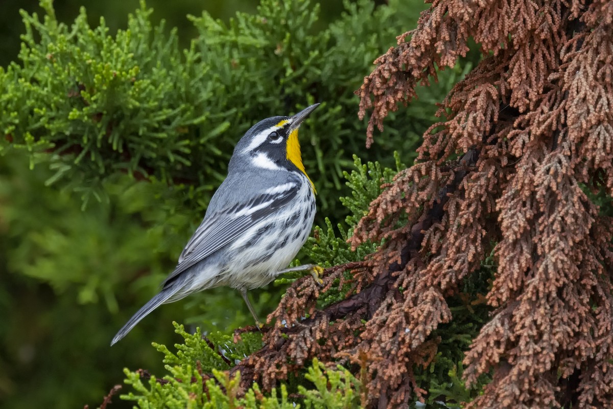Yellow-throated Warbler - Loni Ye