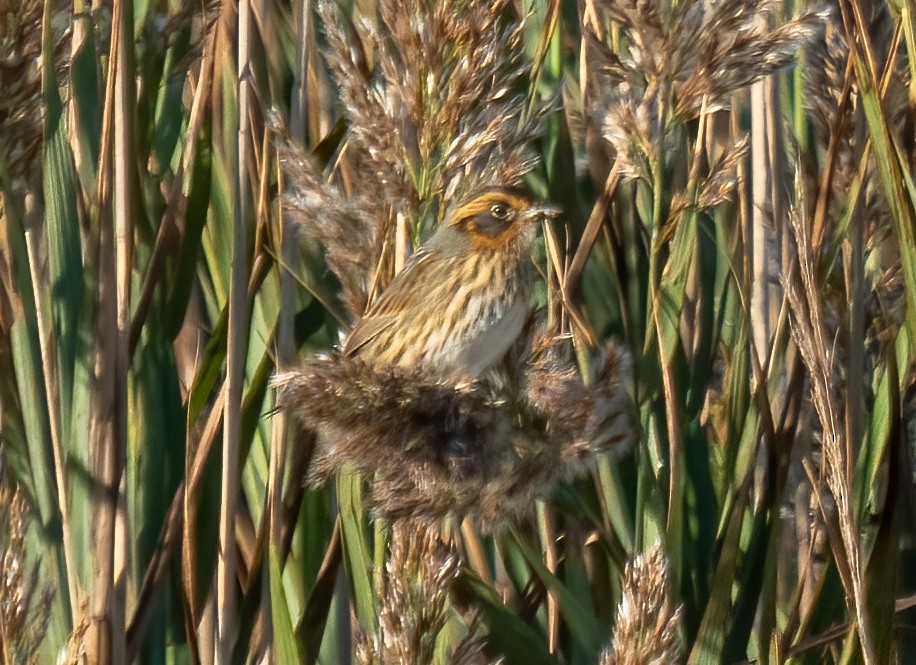 Nelson's Sparrow - ML492115541