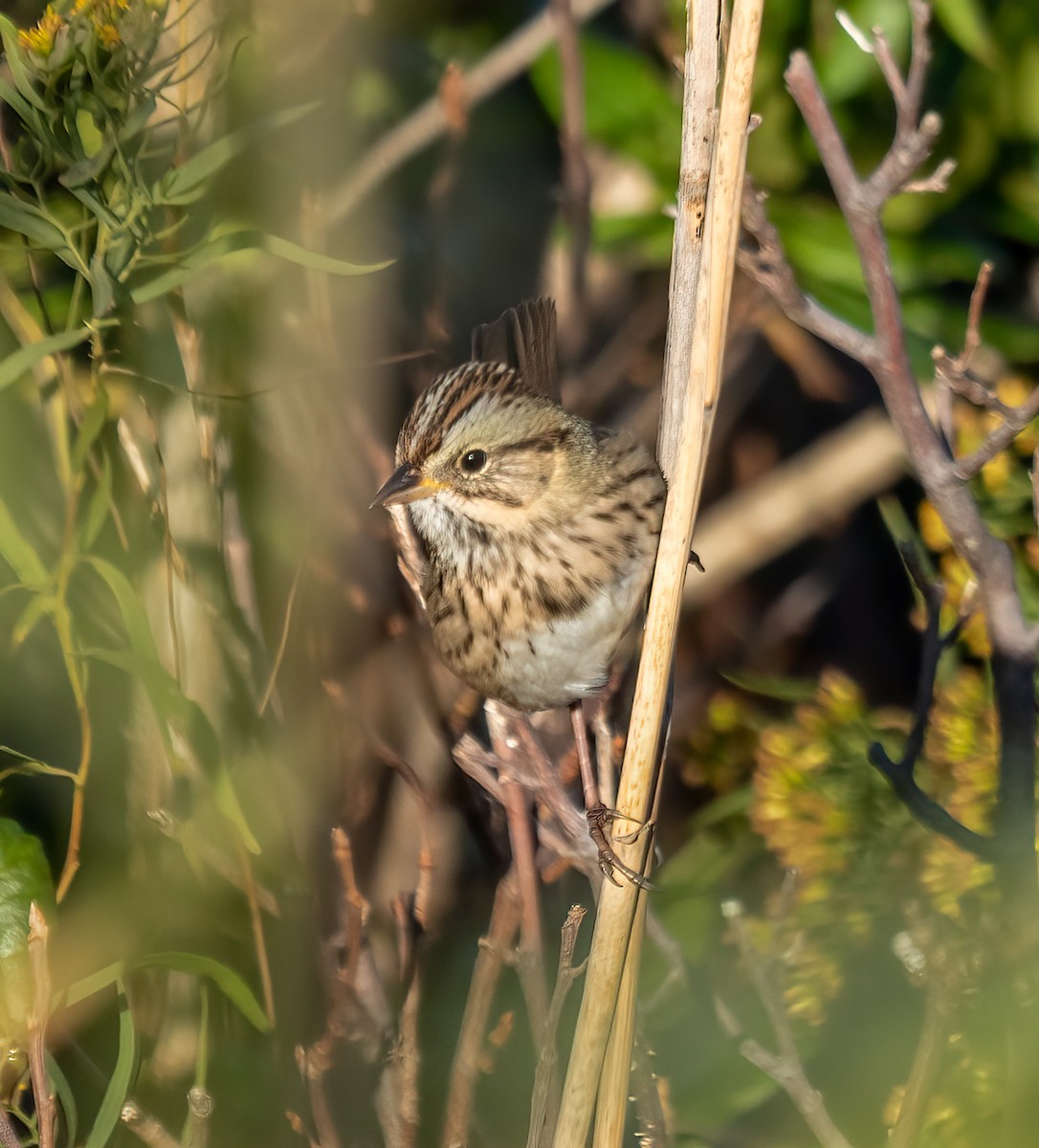 Lincoln's Sparrow - ML492115581