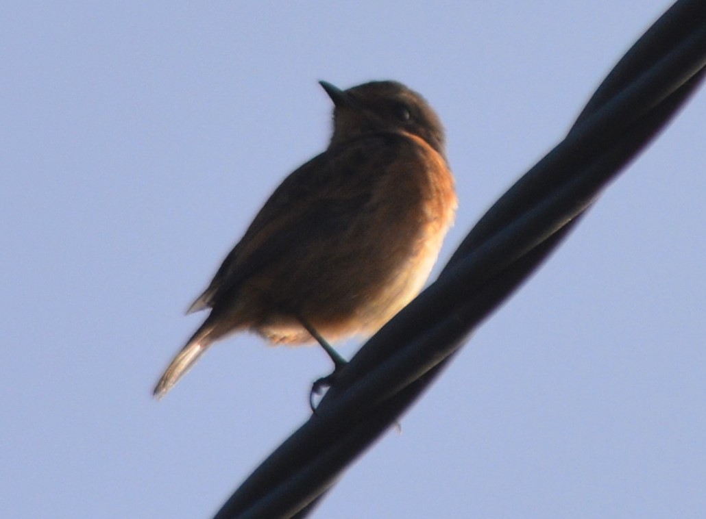 European Stonechat - Jorge Leitão