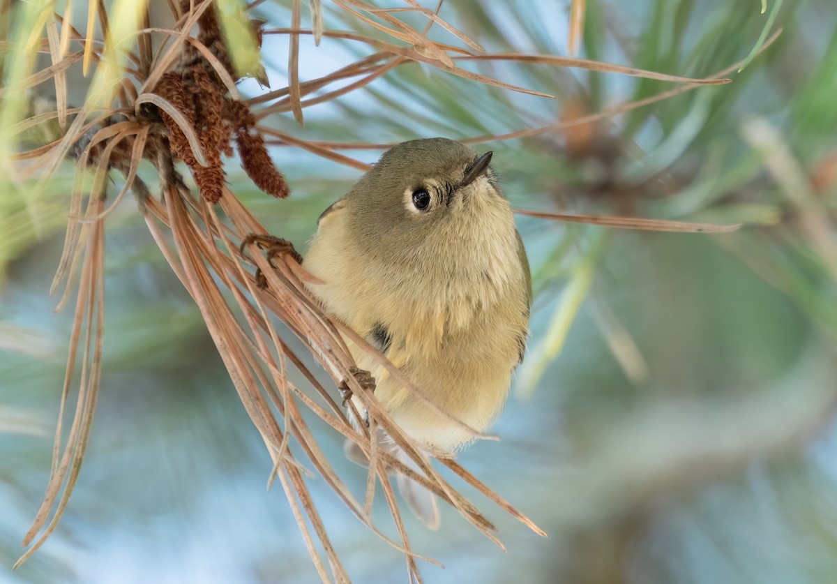 Ruby-crowned Kinglet - ML492115801