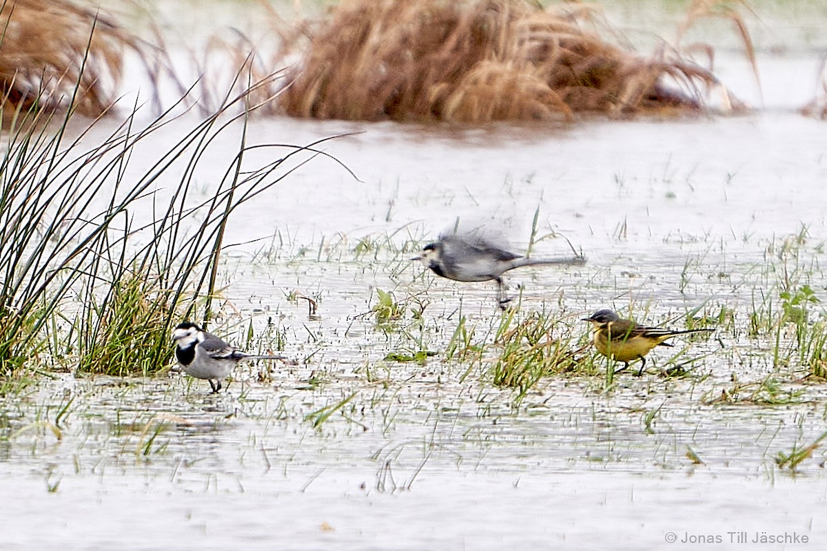 Western Yellow Wagtail (thunbergi) - ML492116601