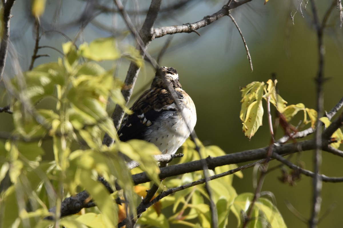 Rose-breasted Grosbeak - Robert G. Buckert