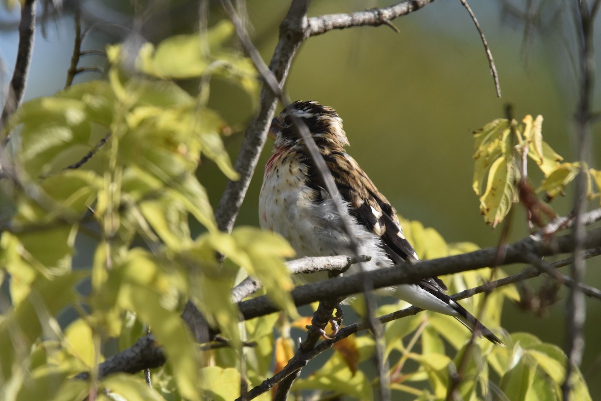 Rose-breasted Grosbeak - Robert G. Buckert