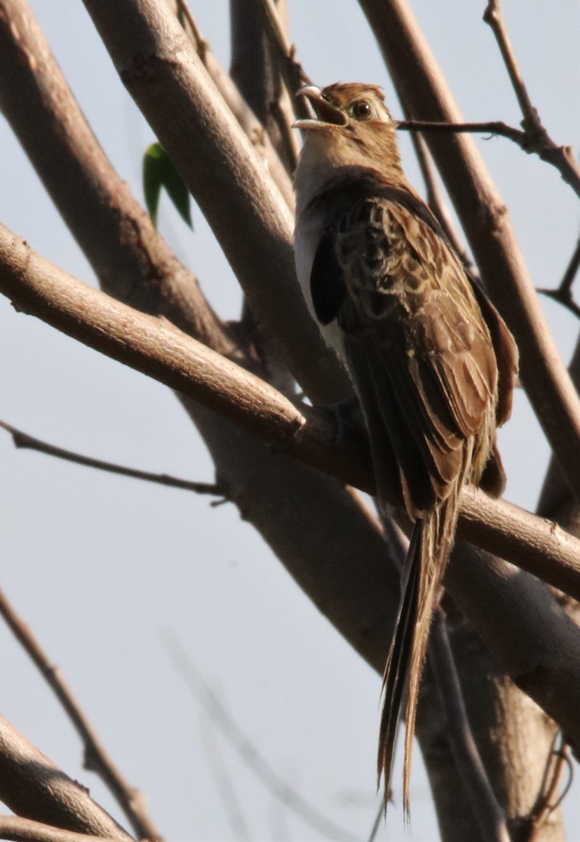 Striped Cuckoo - ML492121921