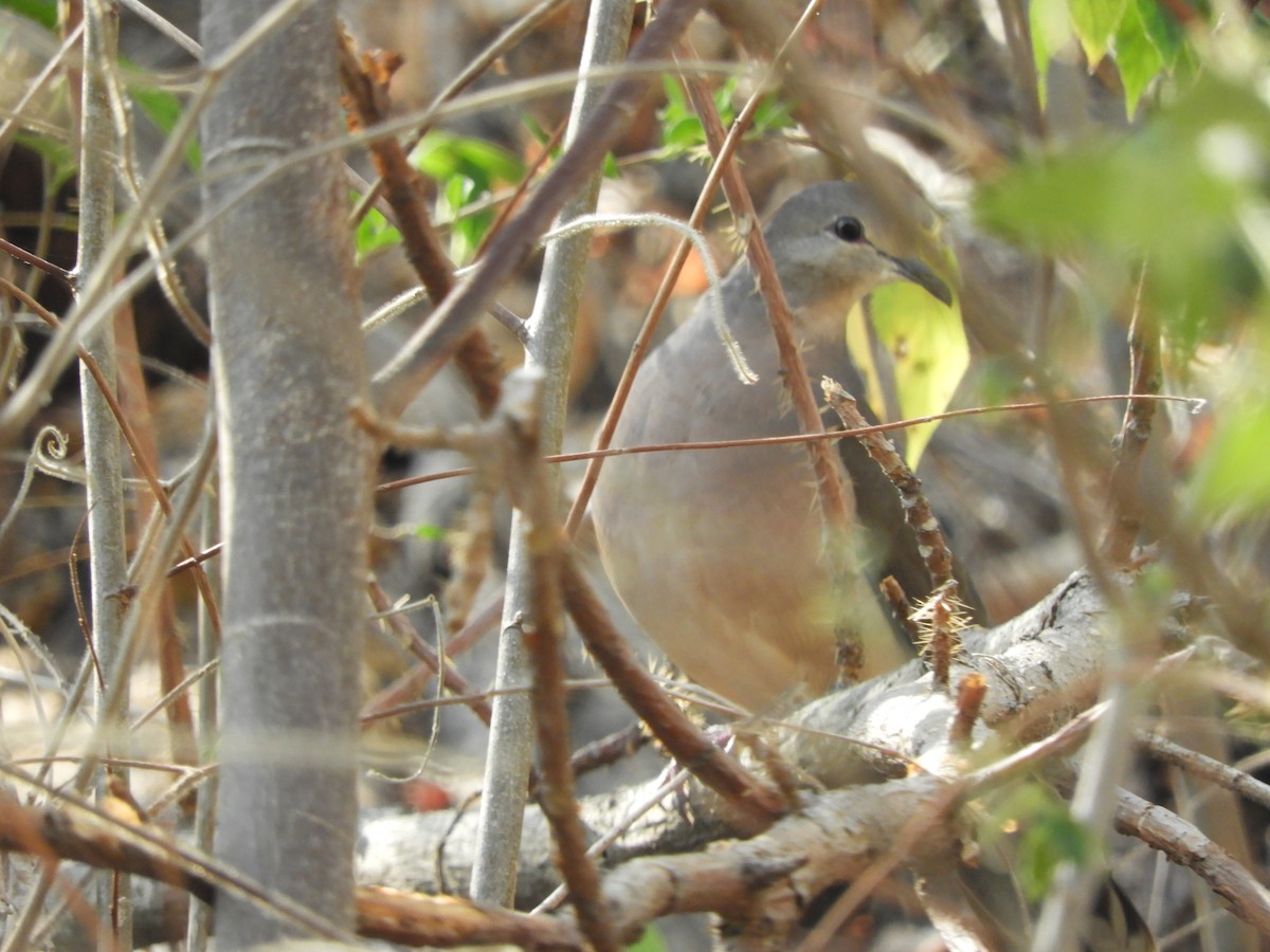 Large-tailed Dove - ML492122501