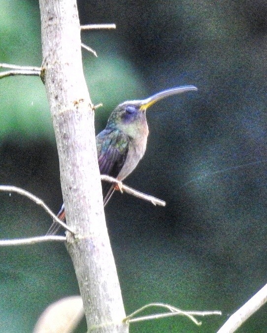 Rufous-breasted Hermit - ML492122831