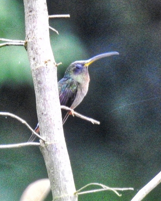 Rotschwanz-Schattenkolibri - ML492122831