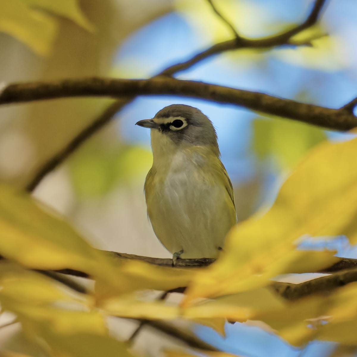 Blue-headed Vireo - ML492122861