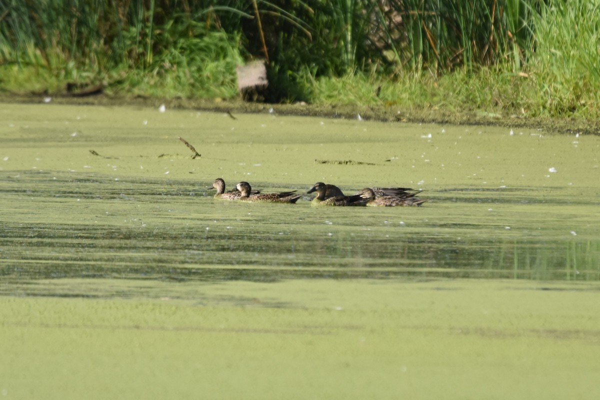 Blue-winged Teal - ML492123101