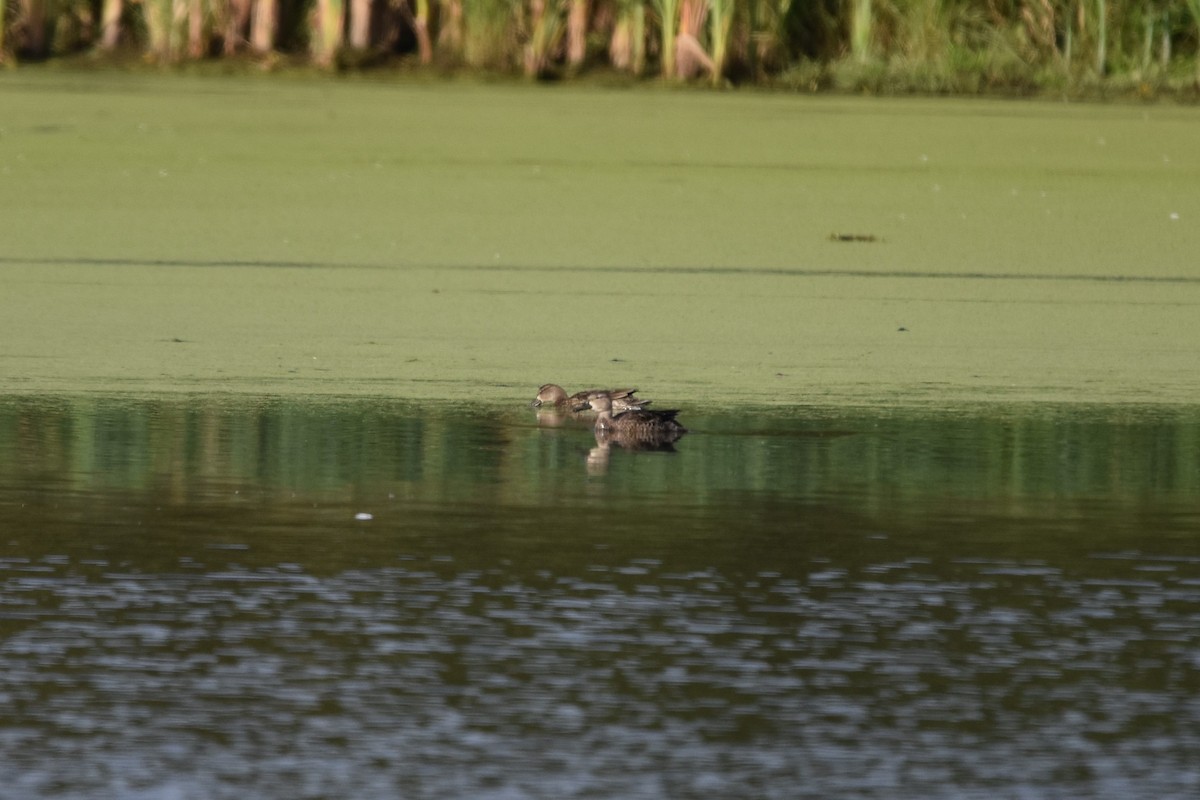 Blue-winged Teal - Robert G. Buckert