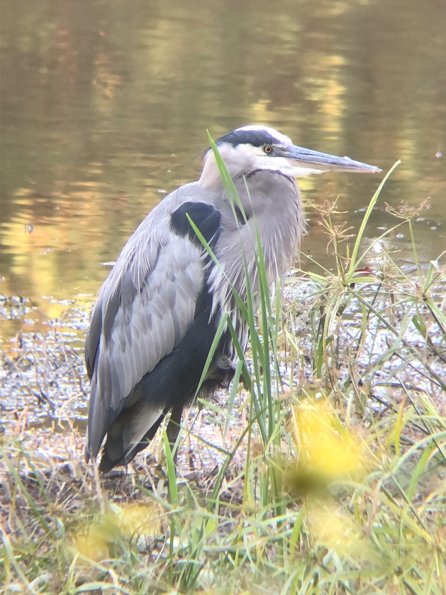 Great Blue Heron - ML492123571